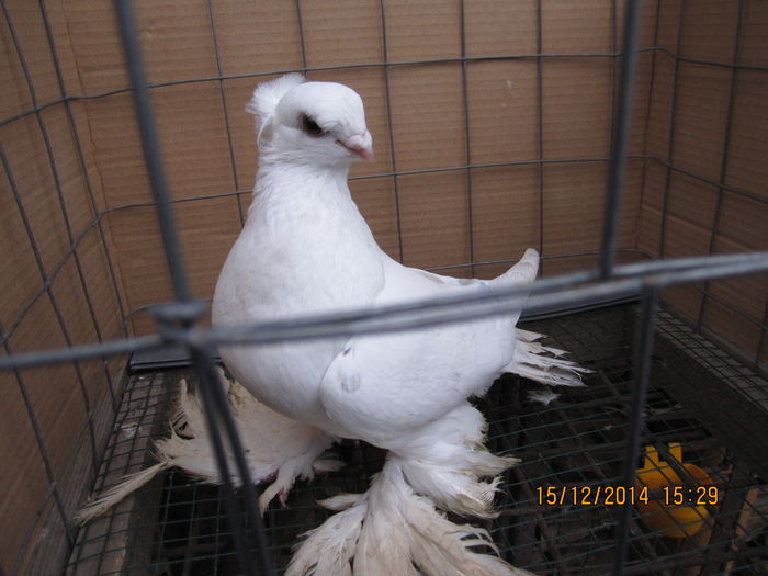 jucatori uzbeci 074