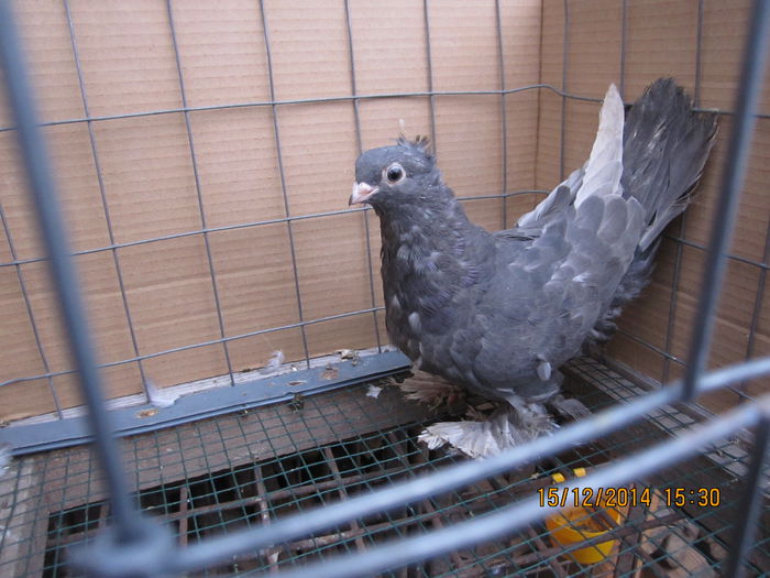jucatori uzbeci 078