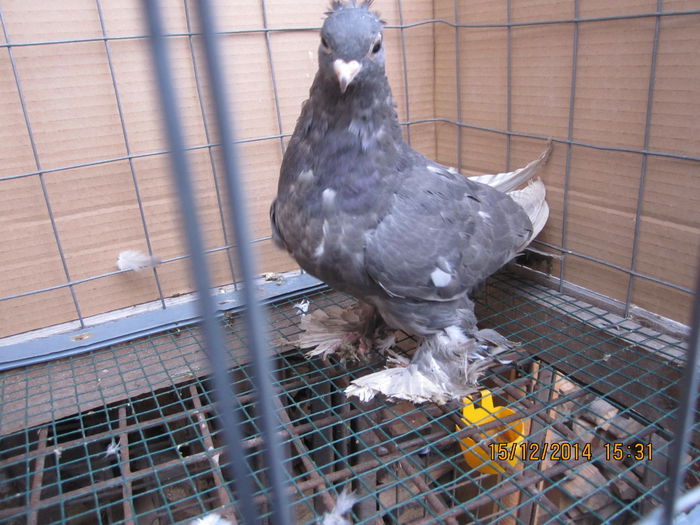 jucatori uzbeci 080