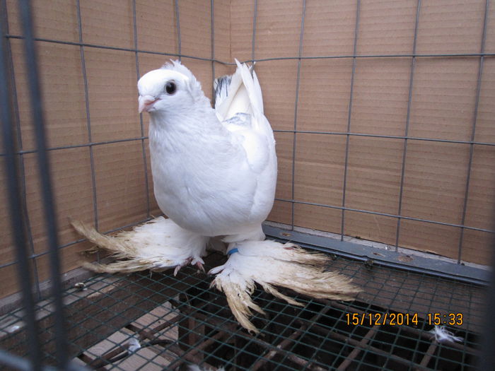 jucatori uzbeci 083