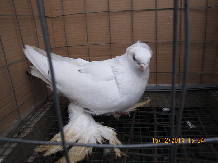 jucatori uzbeci 085