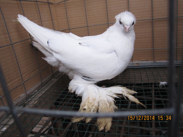 jucatori uzbeci 086