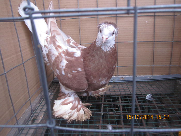 jucatori uzbeci 092