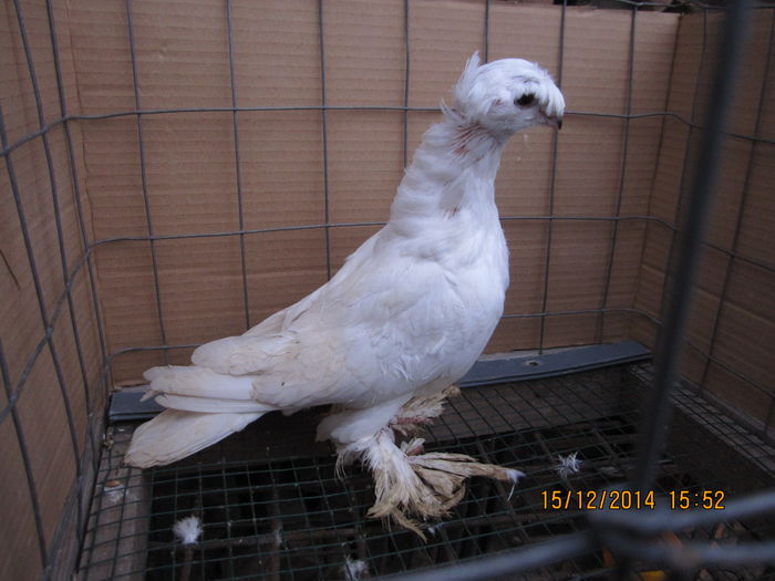 jucatori uzbeci 131
