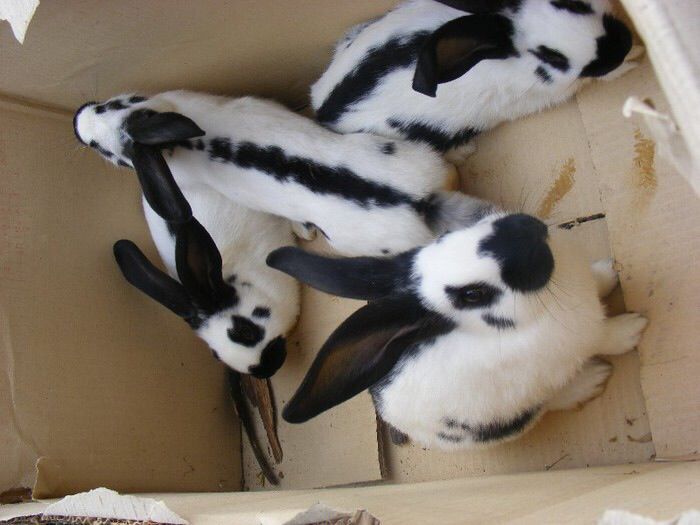 image - Asociatia crescatorilor de iepuri A C P A R Arges
