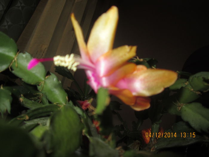 IMG_9803 - Florile mele in decembrie 2014
