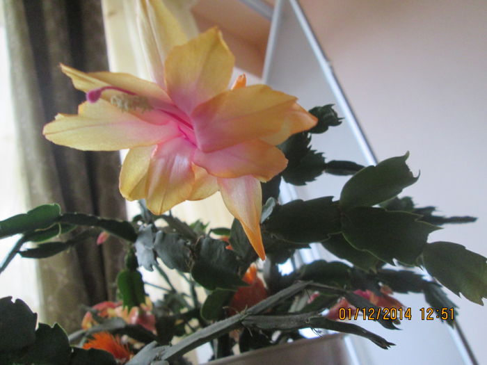 IMG_9791 - Florile mele in decembrie 2014