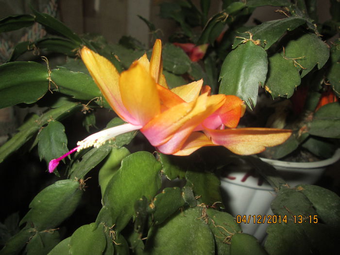 IMG_9800 - Florile mele in decembrie 2014