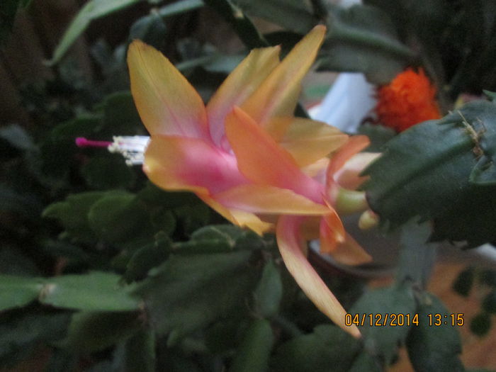 IMG_9801 - Florile mele in decembrie 2014