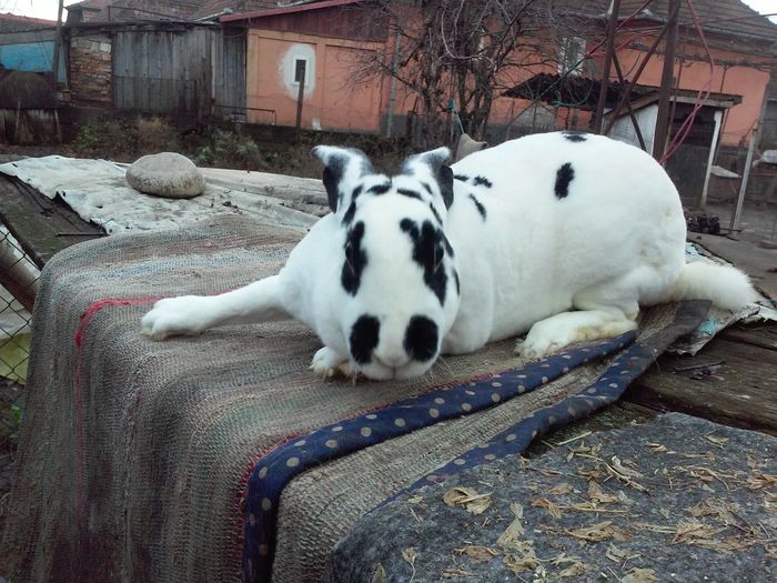 o femela deosebita - rex dalmatian