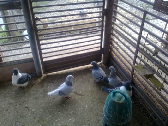 051120141212 - 2015 porumbei