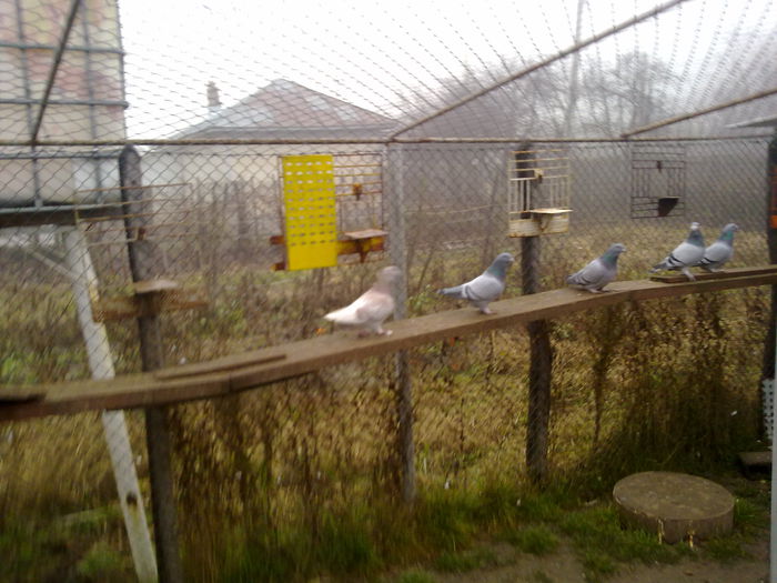 051120141214 - 2015 porumbei