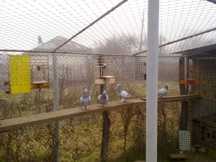 051120141216 - 2015 porumbei