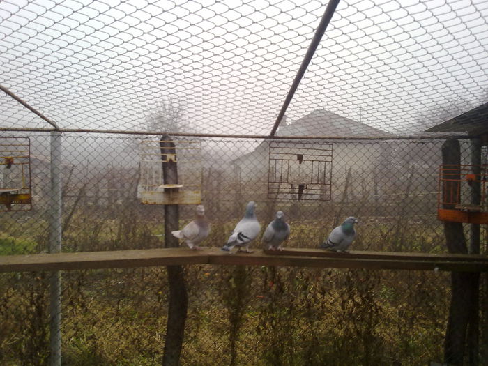 051120141225 - 2015 porumbei