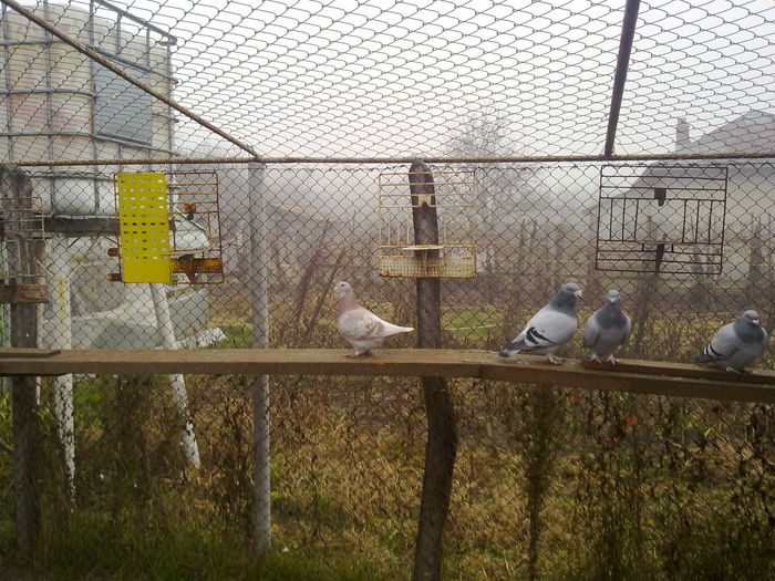 051120141226 - 2015 porumbei