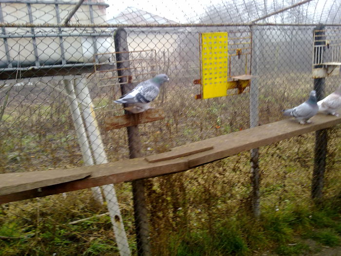 051120141228 - 2015 porumbei