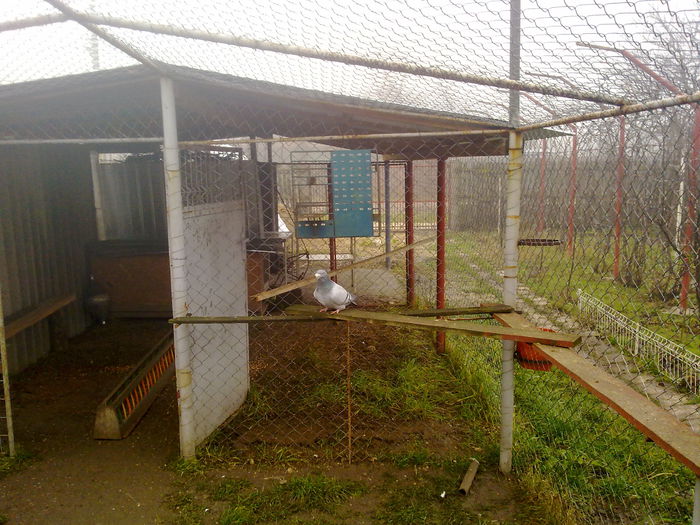 051120141229 - 2015 porumbei
