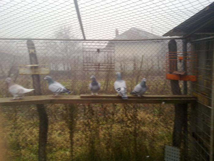 051120141230 - 2015 porumbei