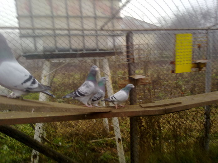051120141236 - 2015 porumbei