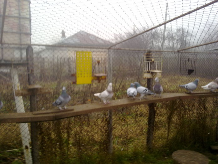 051120141240 - 2015 porumbei