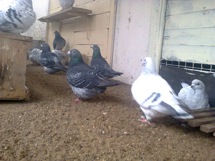 Fotografie4776 - 6 PORUMBEI LA GRAMADA