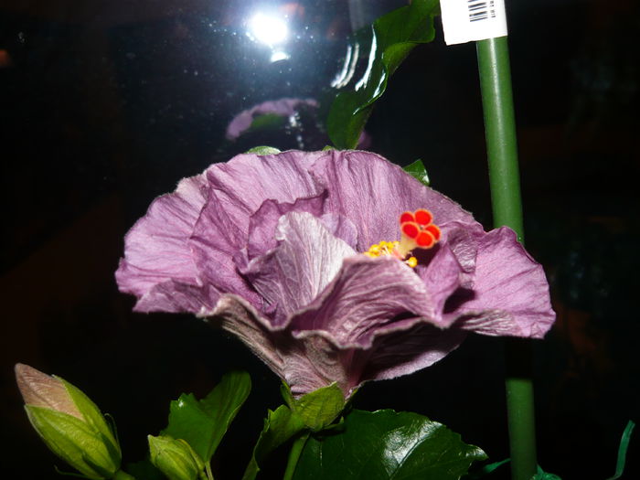 007 - 0 A hibiscus 2014