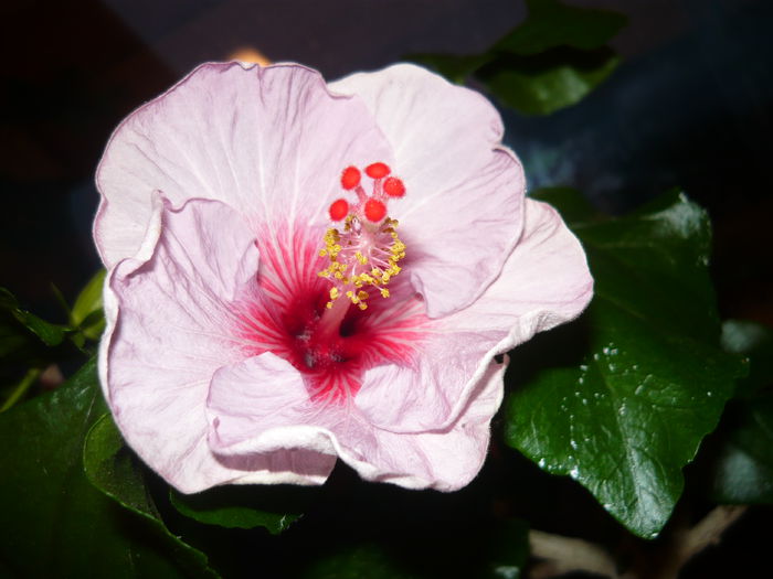 012 - 0 A hibiscus 2014