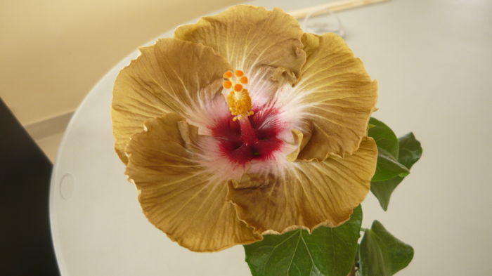 006 - 0 A hibiscus 2014