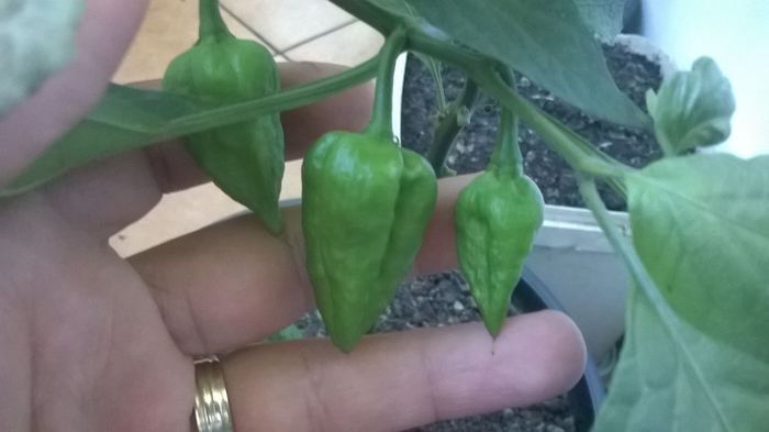 Bhut negri