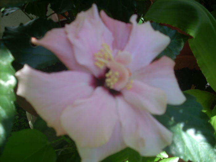 DSCN2730[1] - hibiscusi