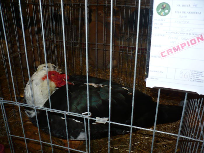 045 - EXPO BISTRITA 2014