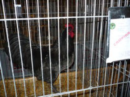 101236066_OQADKYD3 - 03 AUSTRALORP albastru 2015