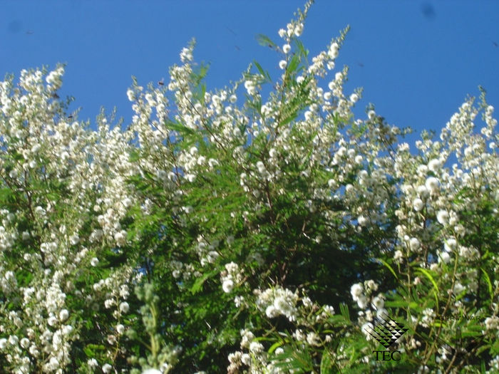 Acacia angustissima - De vanzare seminte -legume-mirodenii-flori-arbori