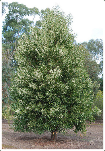 Acacia_melanoxylon - De vanzare seminte -legume-mirodenii-flori-arbori