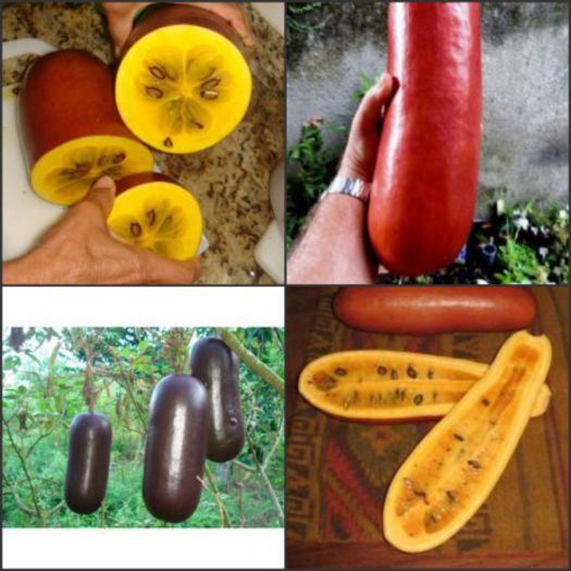 cassabanana-sicana-odorifera, - De vanzare seminte -legume-mirodenii-flori-arbori