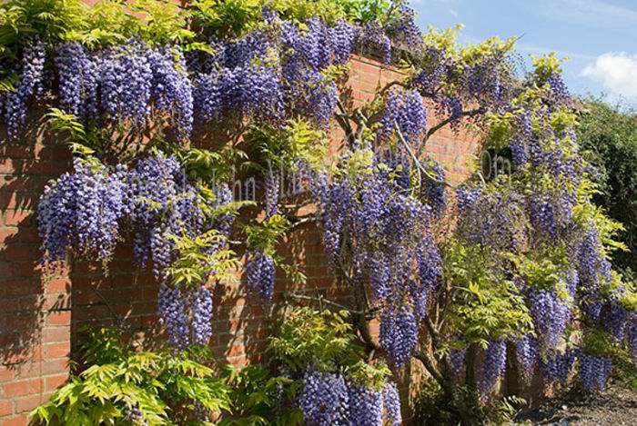 Glicina Wisteria Floribunda.. - De vanzare seminte -legume-mirodenii-flori-arbori