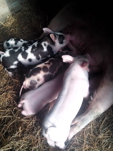 IMG_20141218_092351 - 01B Godanei