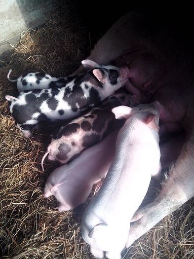 IMG_20141218_092353 - 01B Godanei