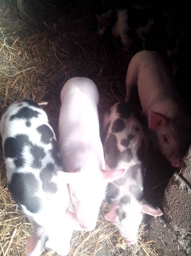 IMG_20141218_092536 - 01B Godanei