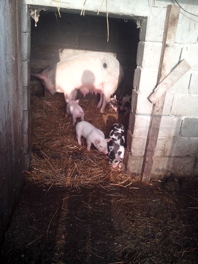 IMG_20141218_092655 - 01B Godanei