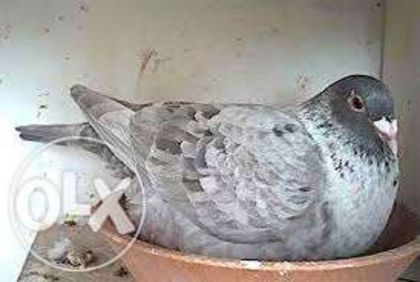 43365827_3_644x461_vand-porumbei-voiajori-alte-animale-de-companie