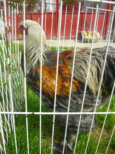 P1130860 - C1 PUI BRAHMA 2014