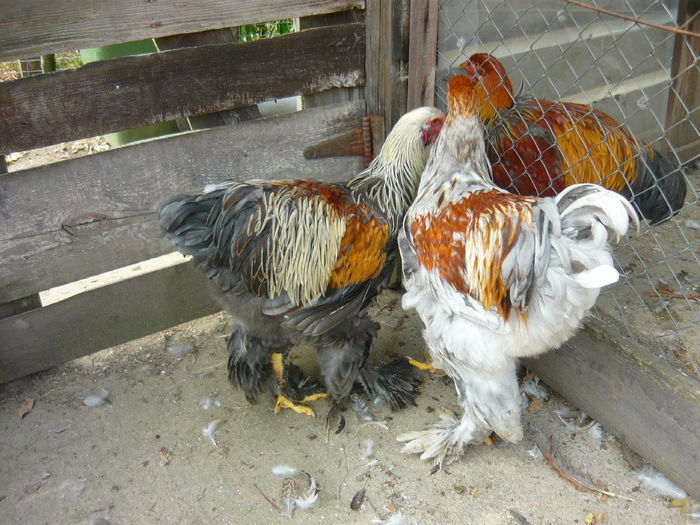 P1130869 - C1 PUI BRAHMA 2014