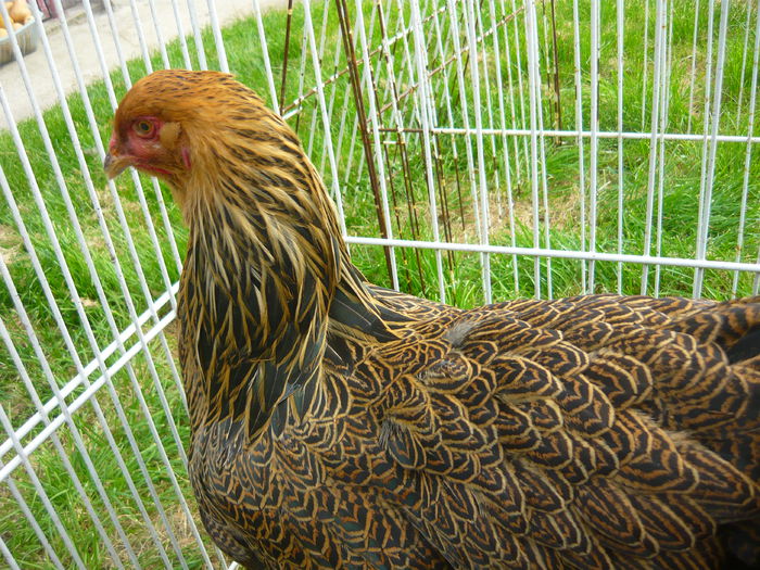 P1130876 - C1 PUI BRAHMA 2014