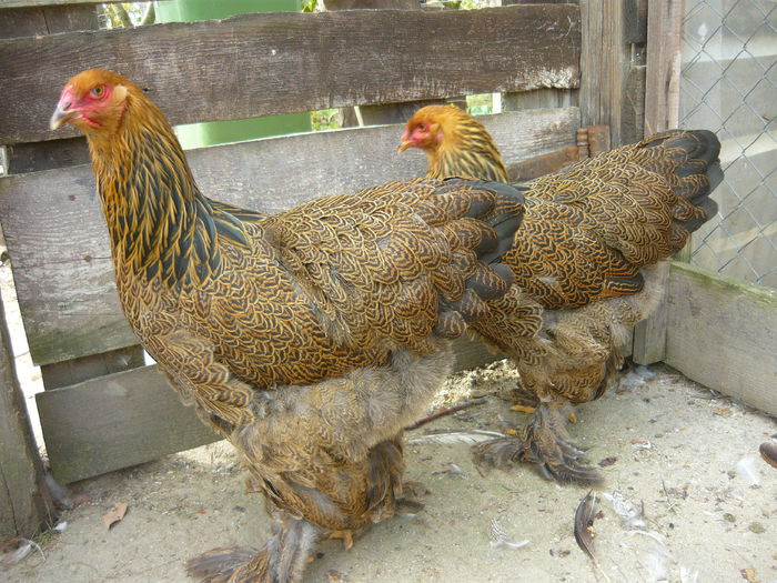 P1130886 - C1 PUI BRAHMA 2014