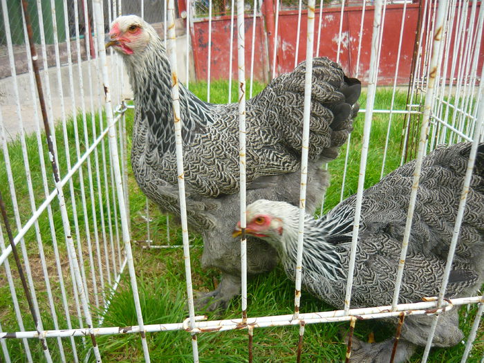 P1130913 - C1 PUI BRAHMA 2014