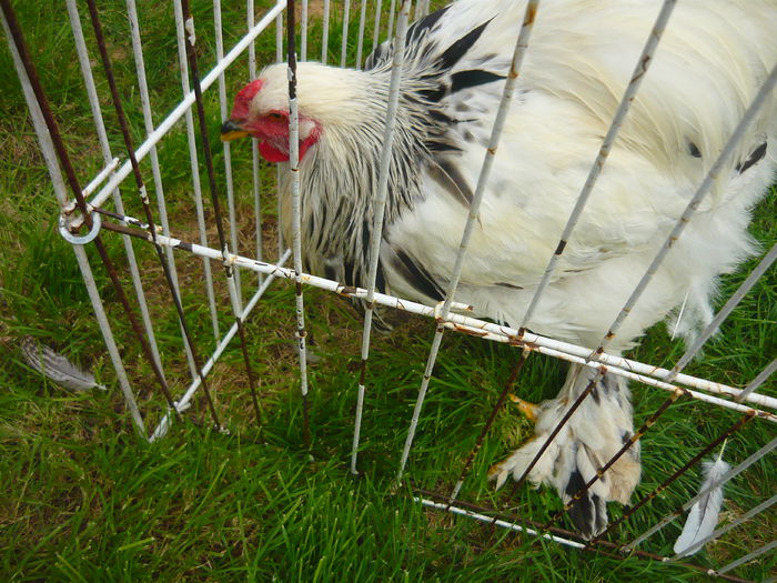 P1130960 - C1 PUI BRAHMA 2014