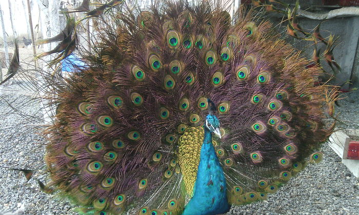 PAUN - PAUNI INDIA BLUE