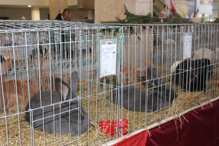 IMG_5227 - expozitia nationala 2014