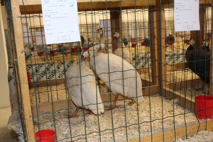 IMG_5308 - expozitia nationala 2014